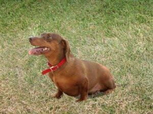 dachshunds stop digging