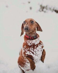 The Dachshund Dance Festival