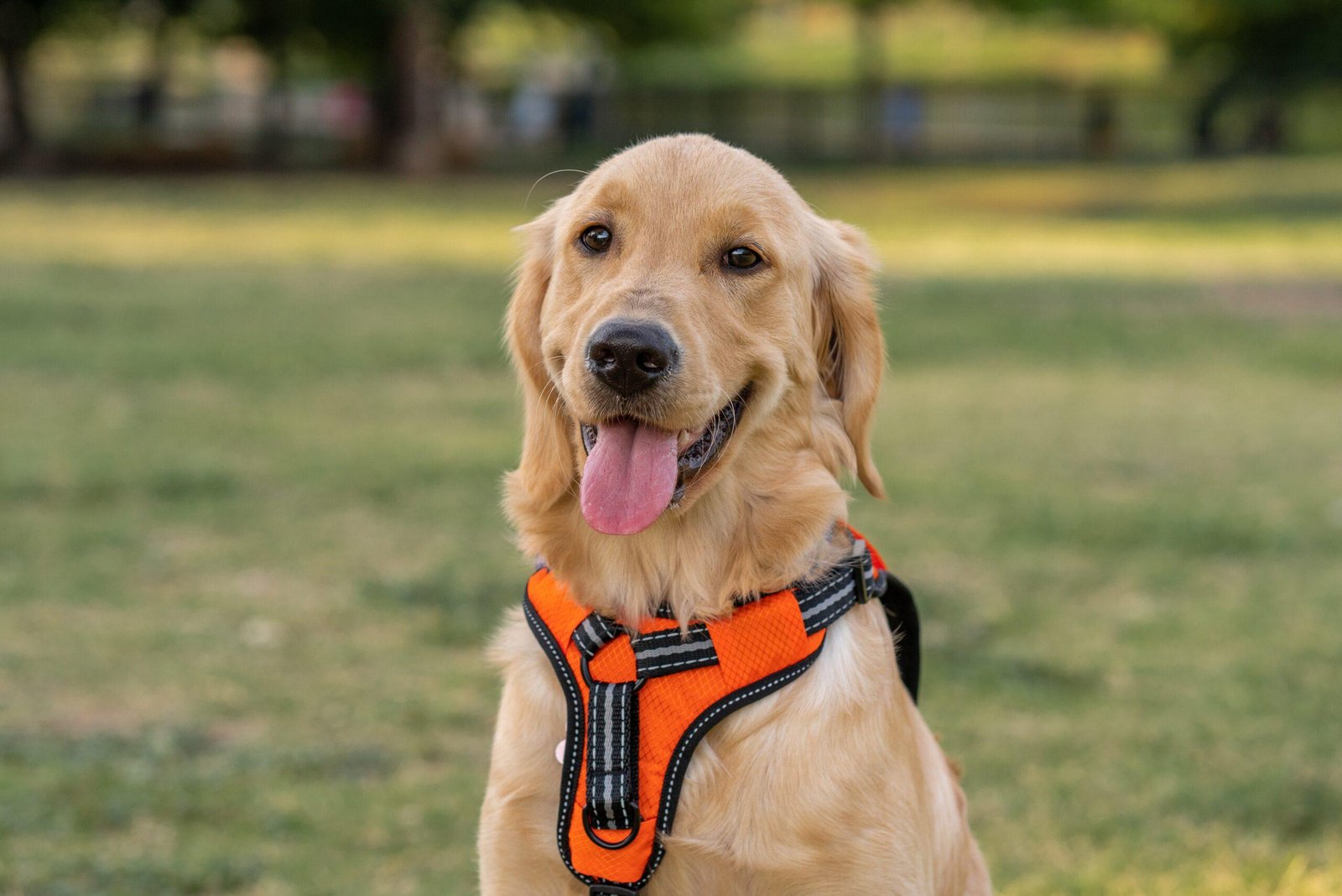 7 Best Harnesses For Dachshunds / Bestdachshund