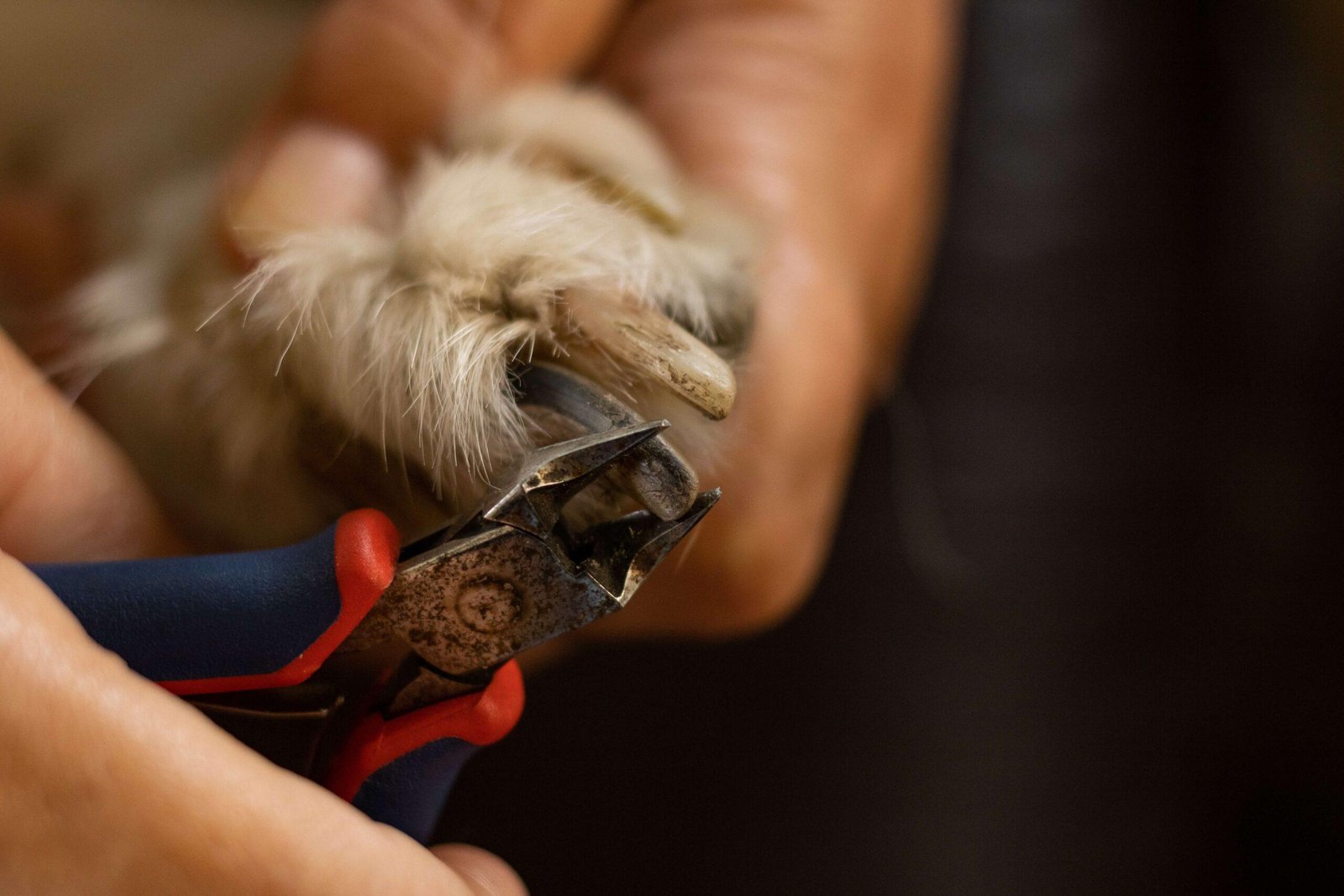 Best Nail Clippers For Dachshund