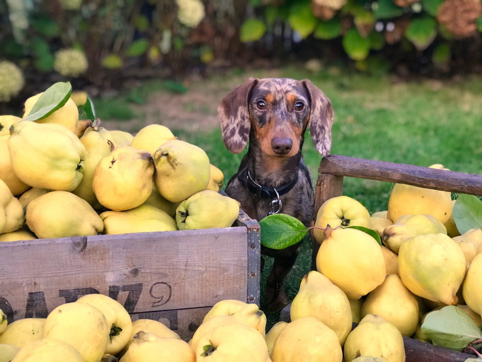 dachshund obsessed with food