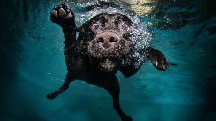 underwater dog 868 1