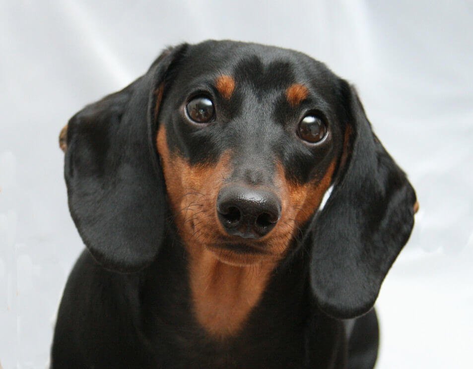 short hair weiner dog