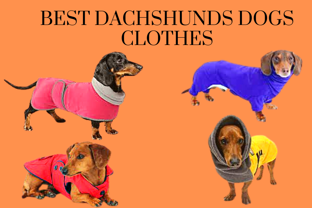 Best Dachshunds Dogs Clothes