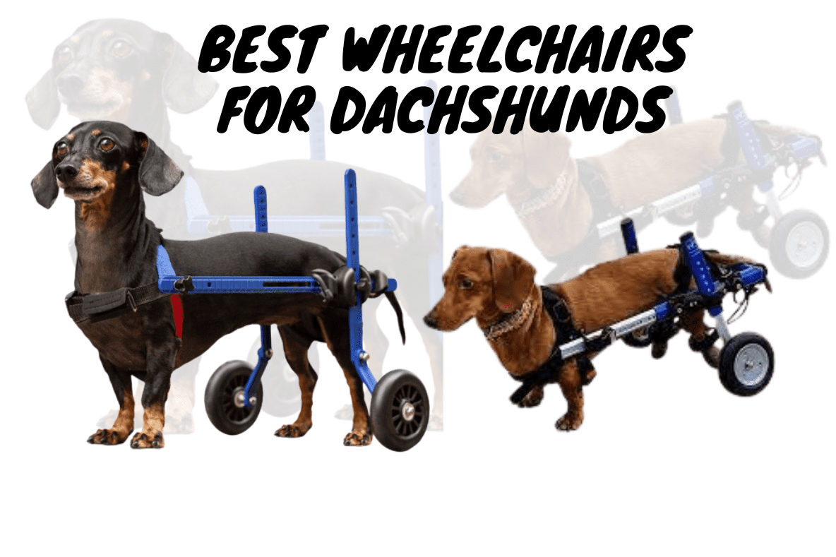 Best Wheelchairs for Dachshunds