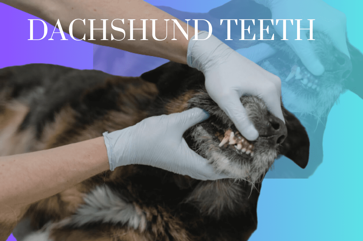 dachshun teeth