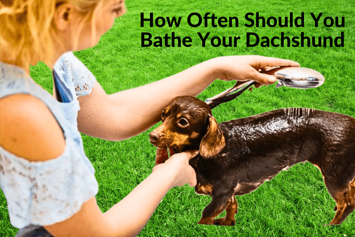 How Often Should You Bathe Your Dachshund