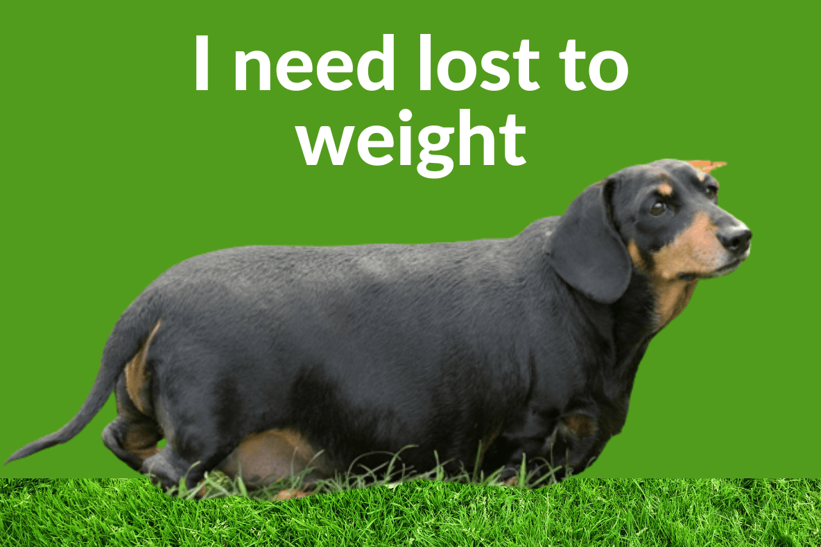 Dachshund Fat