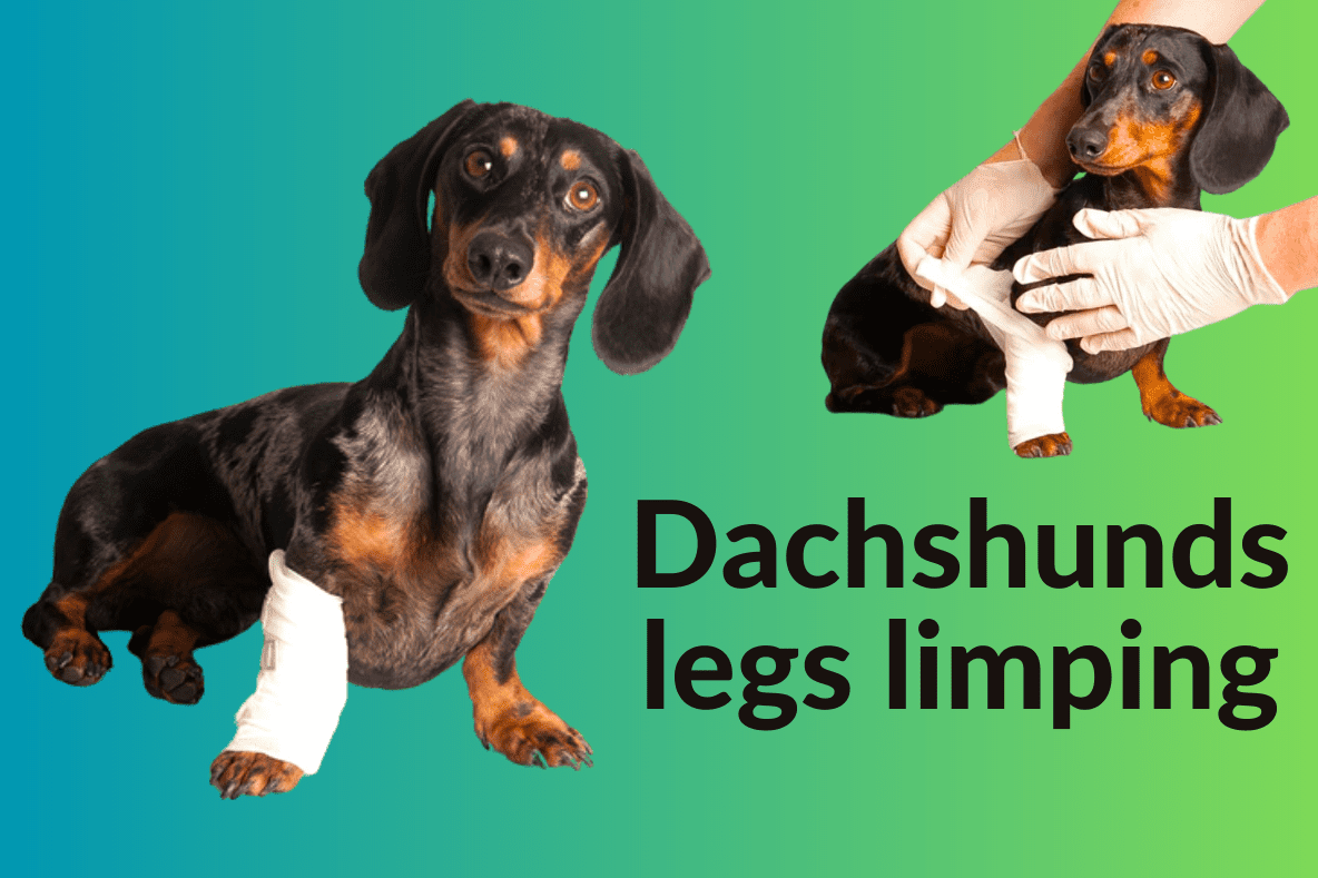 dachshund legs limping