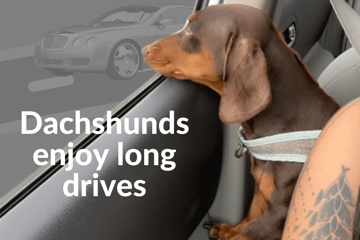 How to Clean a Dachshunds Ears