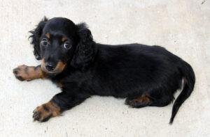 8 month dachshund dog