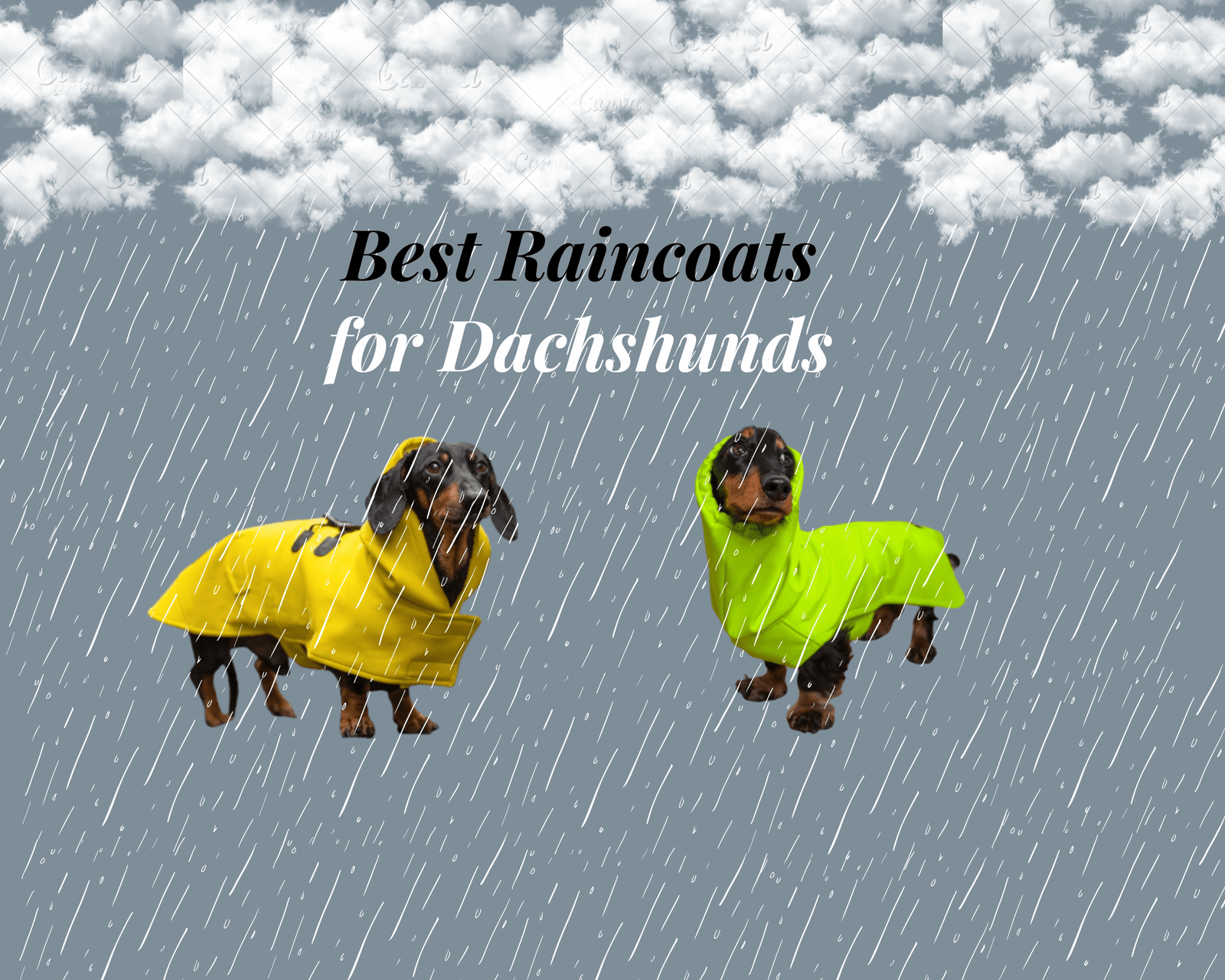 Best Raincoats for Dachshunds