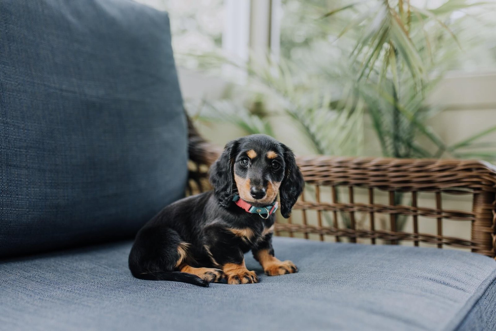 Dachshunds like Apartments