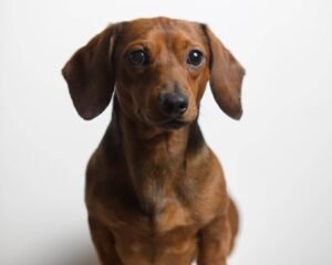 dachshund curious