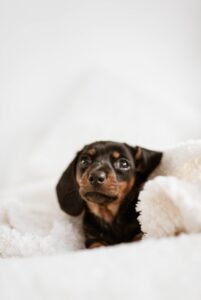 Keep Your Puppies Warm with a Cool Home