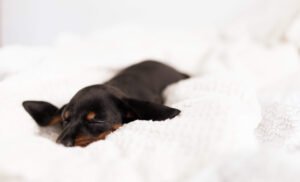 dachshund avoid from cold