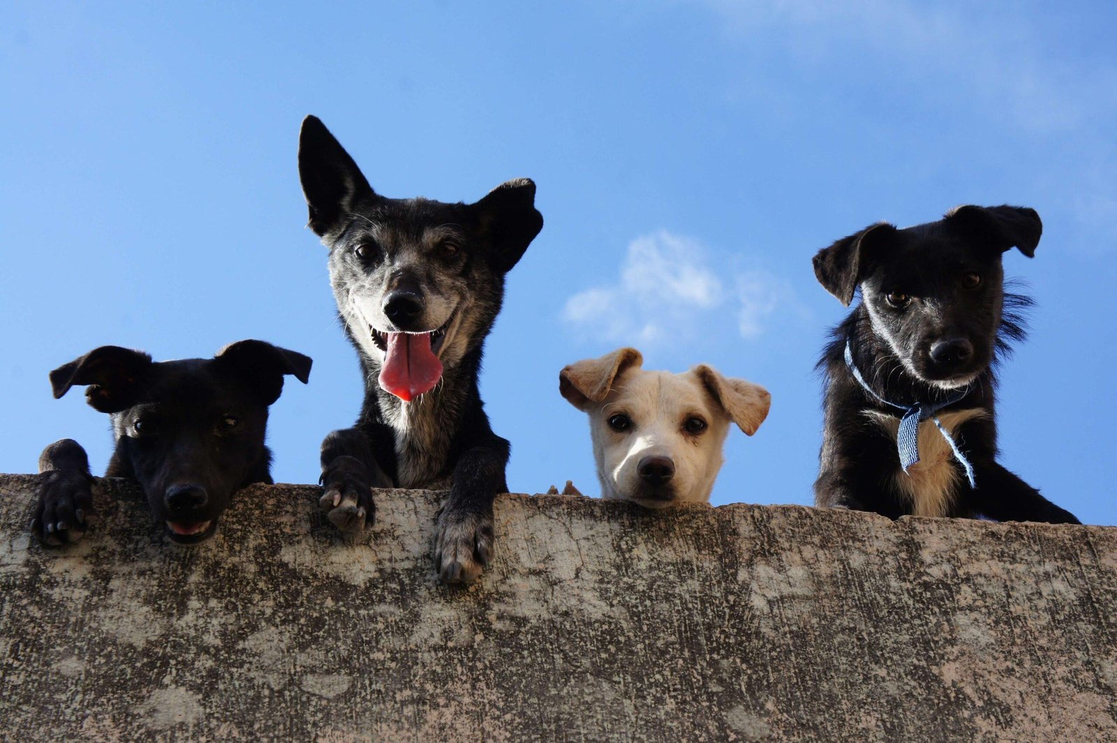 Top 7 Dachshund Breeders in the United States