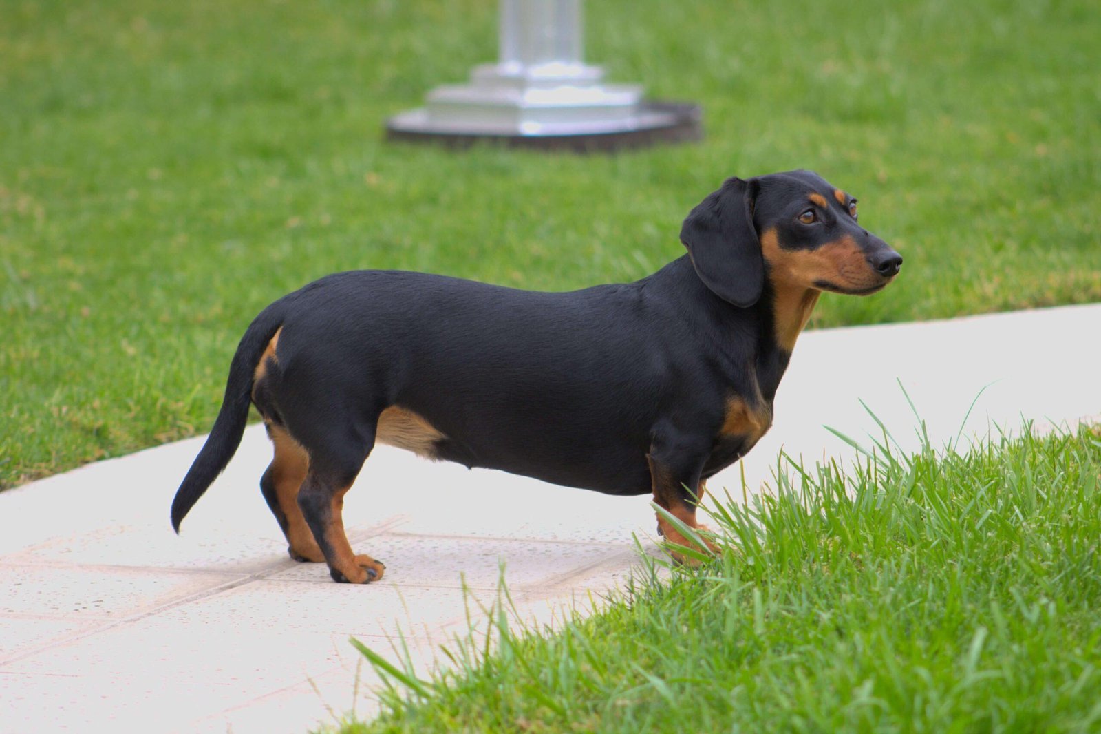 dachshund long bodies