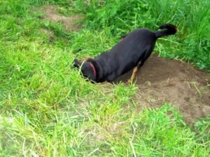 Keep your garden safe from dachshunds