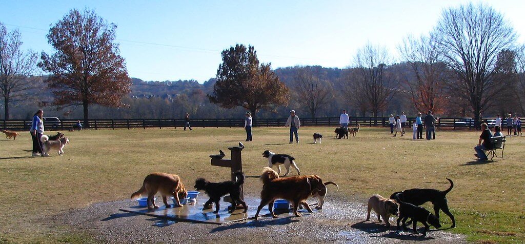 Picnic with Your dachshund