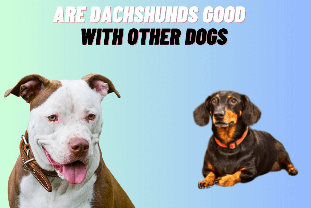 Are Dachshunds Good With Other Dogs 