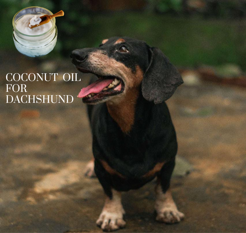 Coconut Oil For Dachshunds.