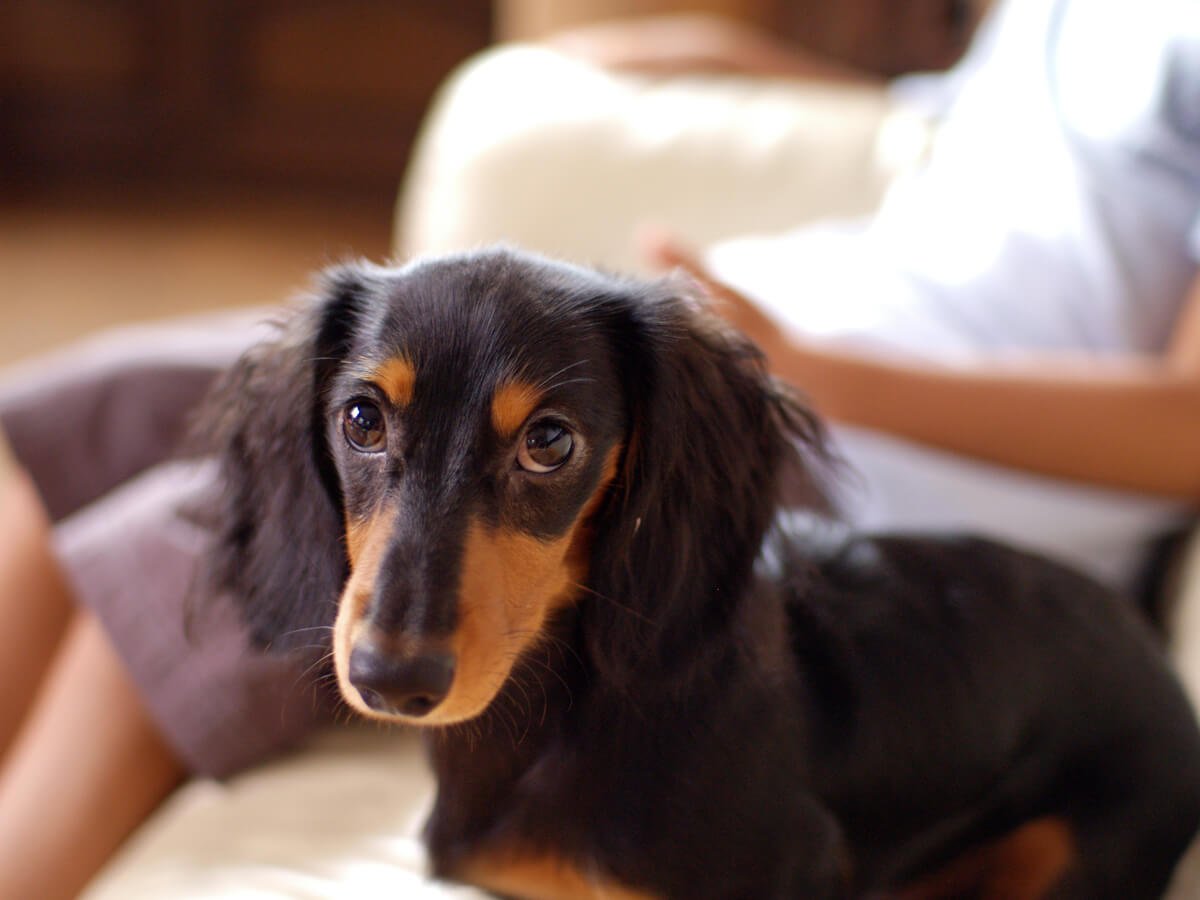 Dachshunds So Jealous of Other Dogs