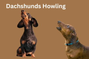 Howling Dachshunds