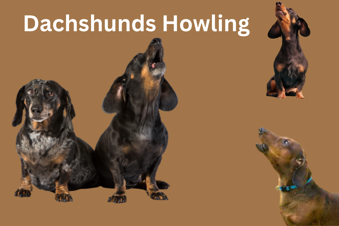 Dachshunds Howling