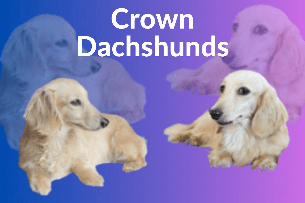 Crown Dachshunds