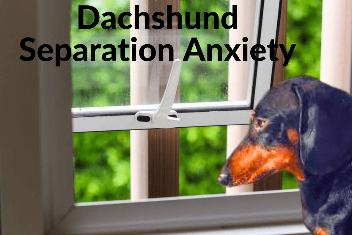 Dachshund Separation Anxiety