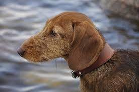 dachshunds dogs shedding