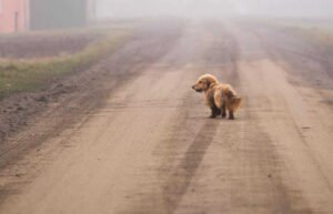 dachshund on the road