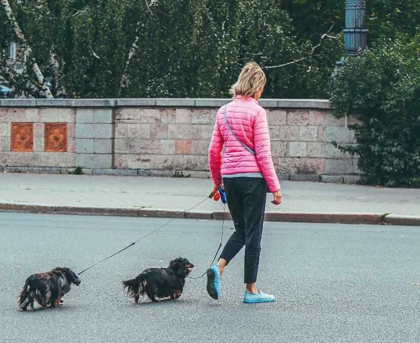 set the picnic table of your dachshunds