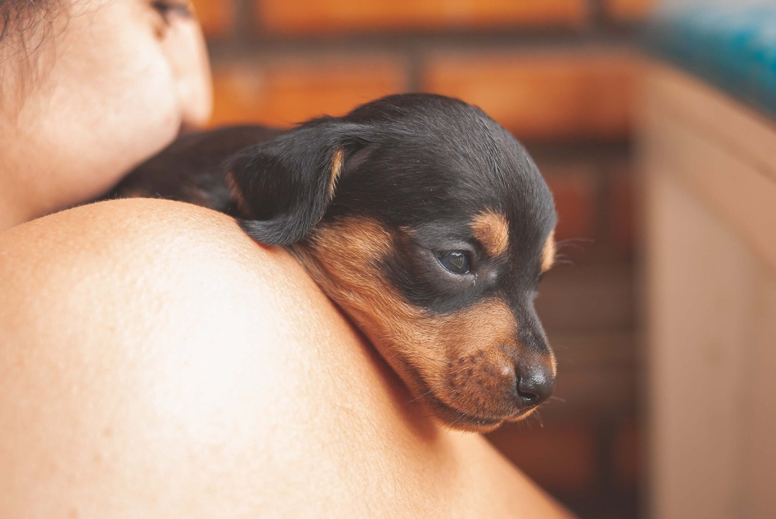 dachshund good for first time dog owner