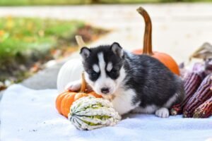 Vegetables for a Healthy Puppy