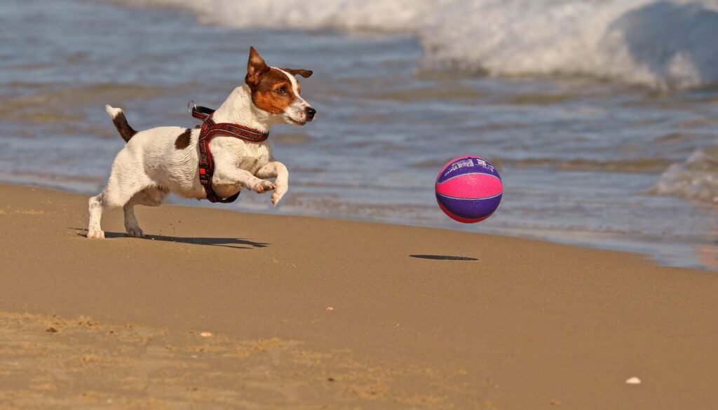 Dachshund play fetch