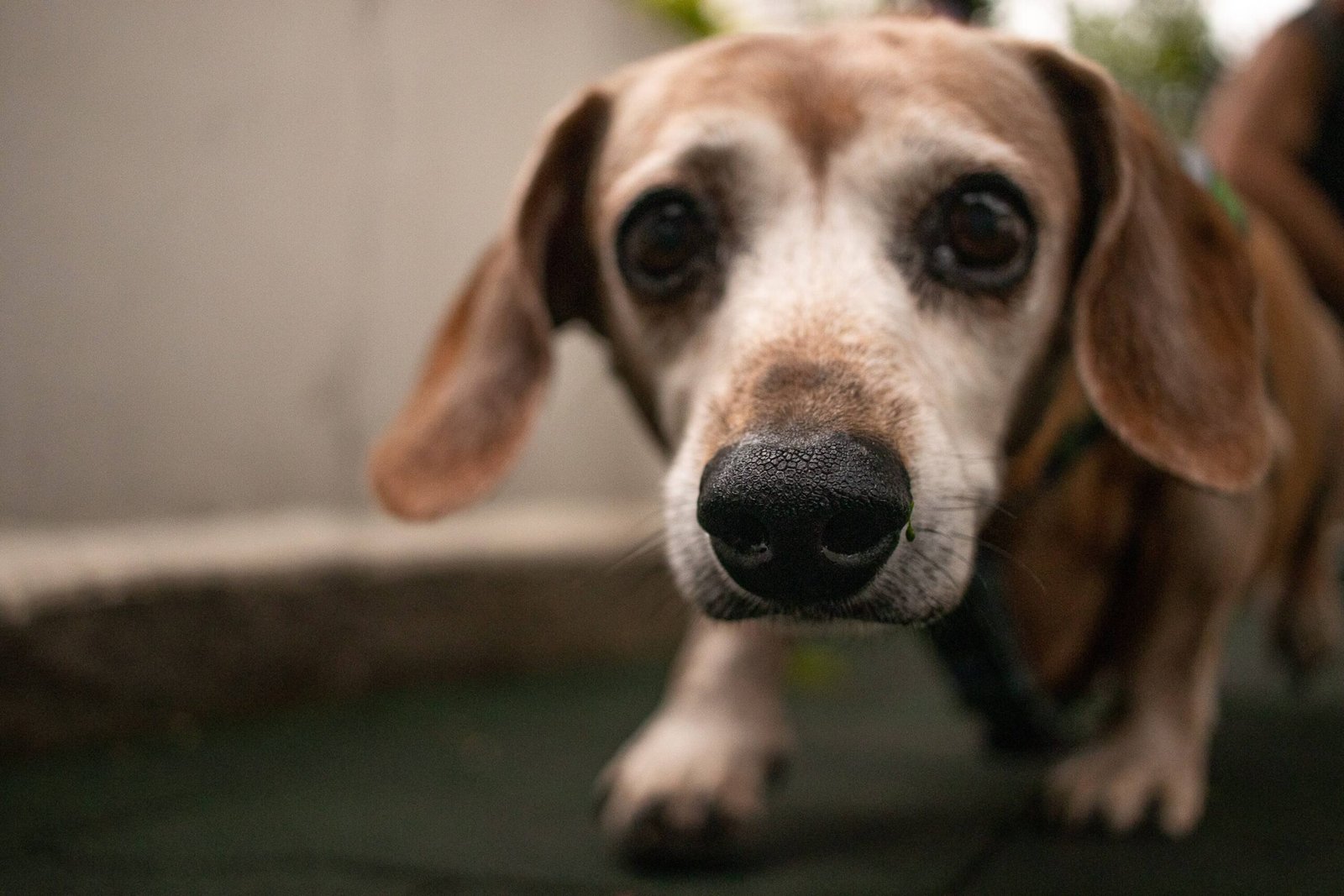 dachshund dog shedding