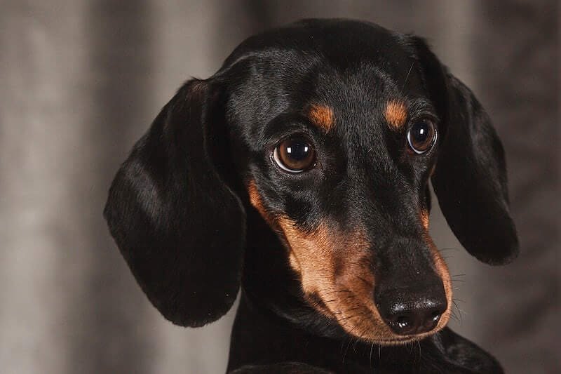 Dachshunds dog Characteristics