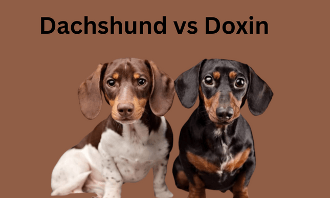 Dachshund vs Doxin