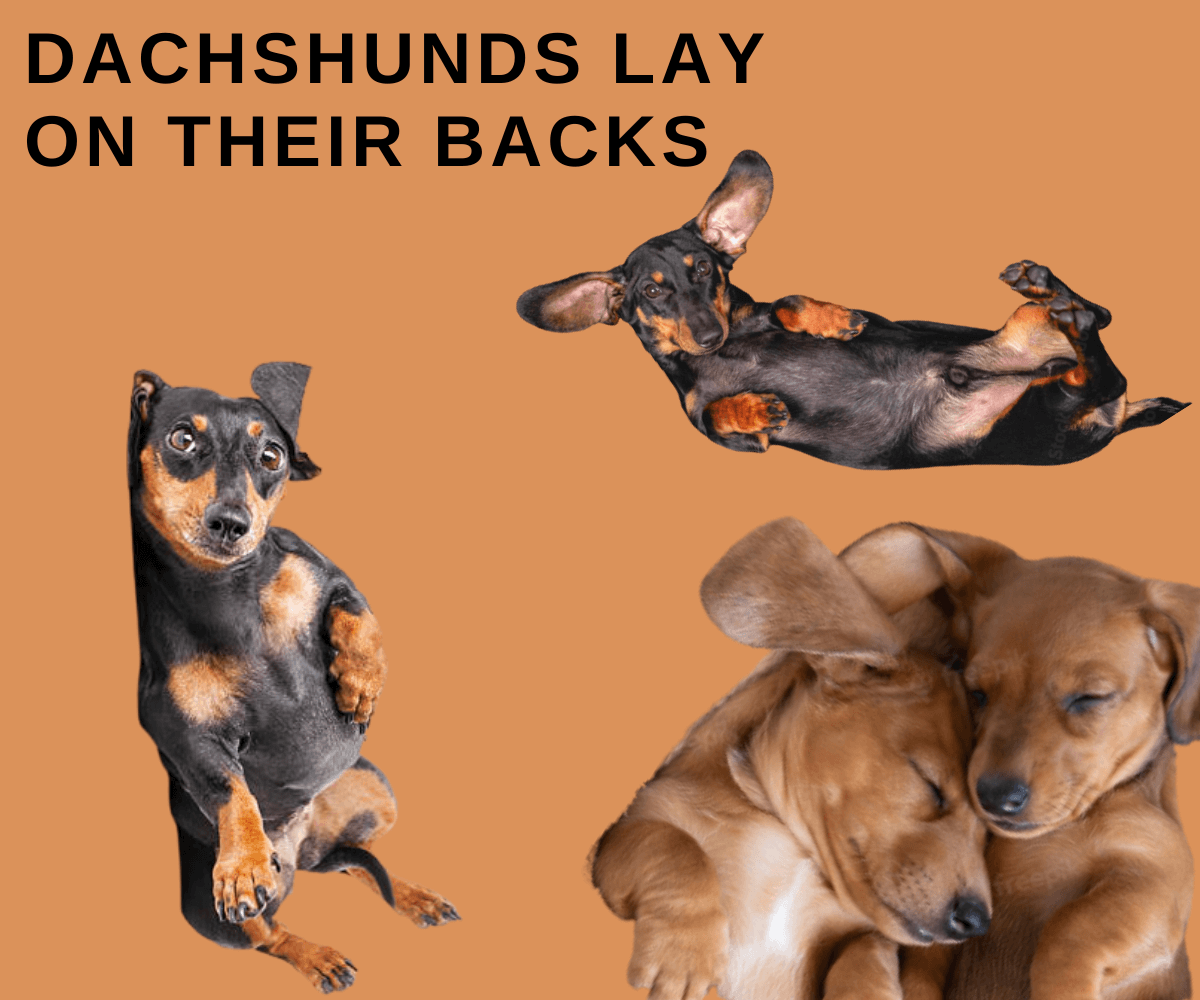 Why Do Dachshunds Lay On Their Backs