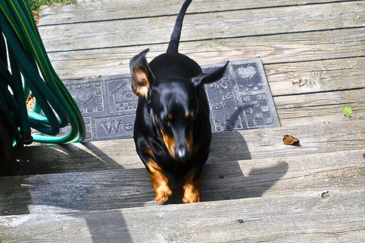 Can dachshunds climb up and down stairs?