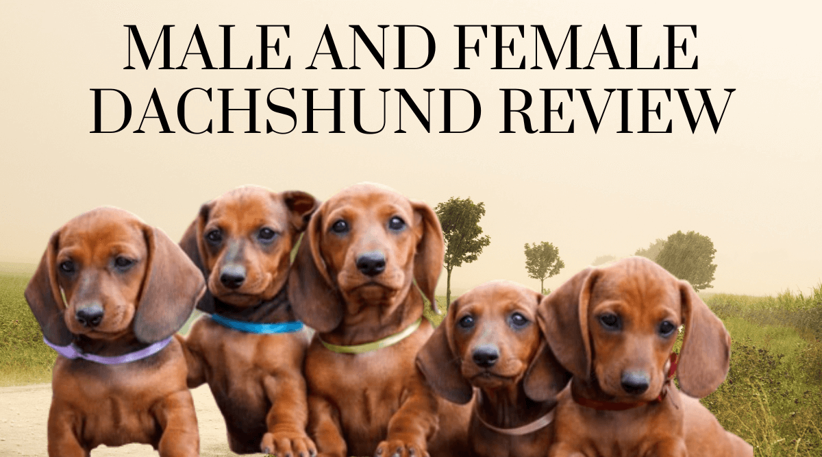 Male and Female Dachshund Personality