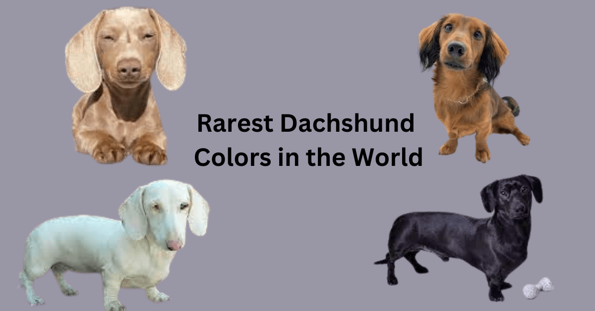 rarest dachshund colour