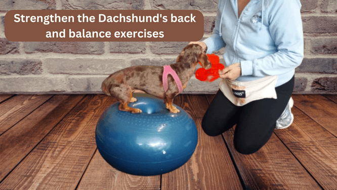 Strengthen the Dachshunds back and balance exercises