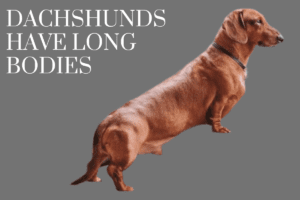 Dachshunds Long Bodies