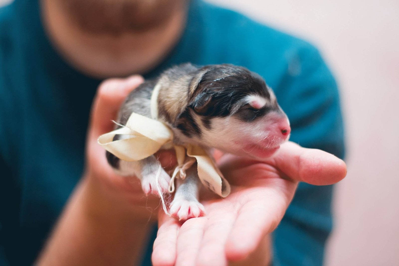 newborn long haired dachshund