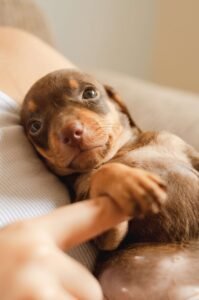 Health Problems of Dachshunds and How Can They Be Avoide