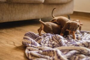 Advantages of Owning a Dachshund Puppy