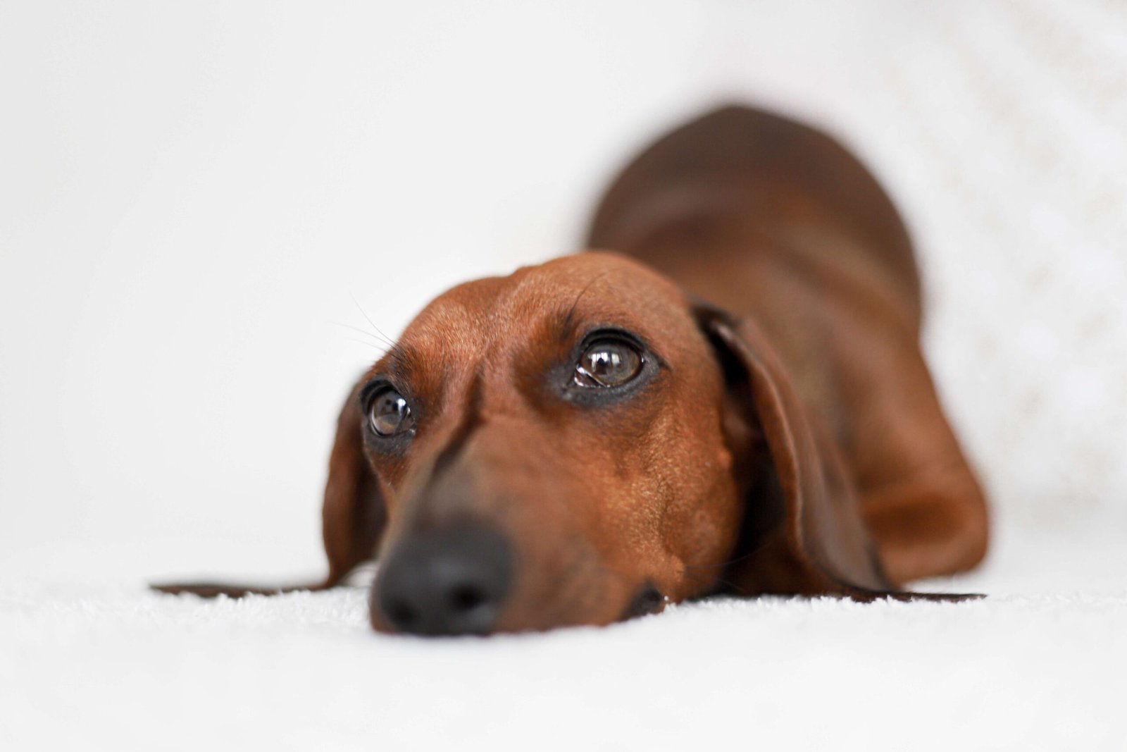 Can Dachshunds Be Left Alone All Day